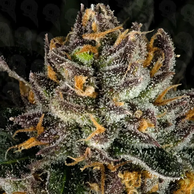 nuclear forest cannabis seeds by dirty bird genetics