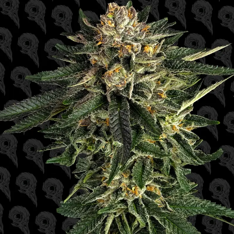 nuclear forest cannabis seeds by dirty bird genetics