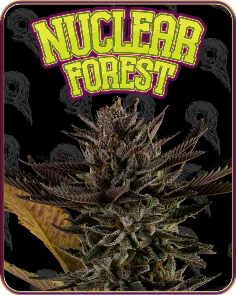 Nuclear Forest (F)