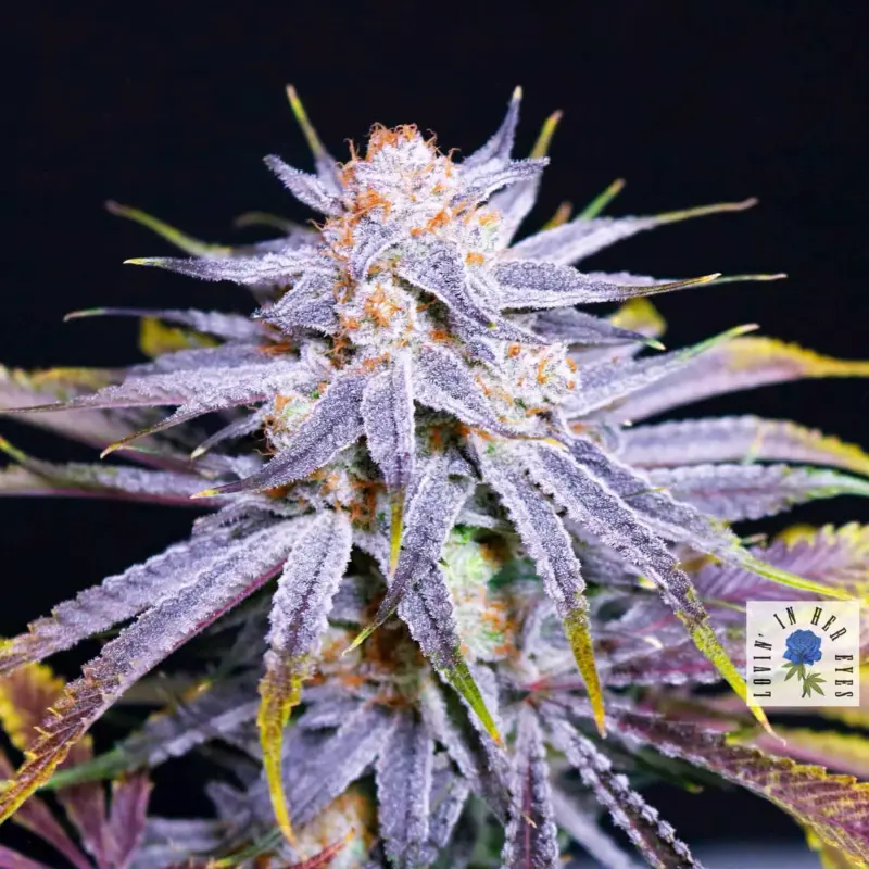 blueberry buzzana feminized cannabis seeds by lovin in her eyes