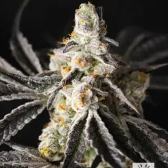 funky fuego feminized cannabis seeds by lovin in her eyes