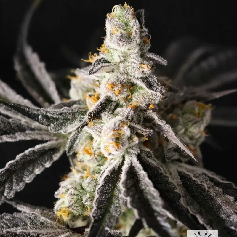 funky fuego feminized cannabis seeds by lovin in her eyes