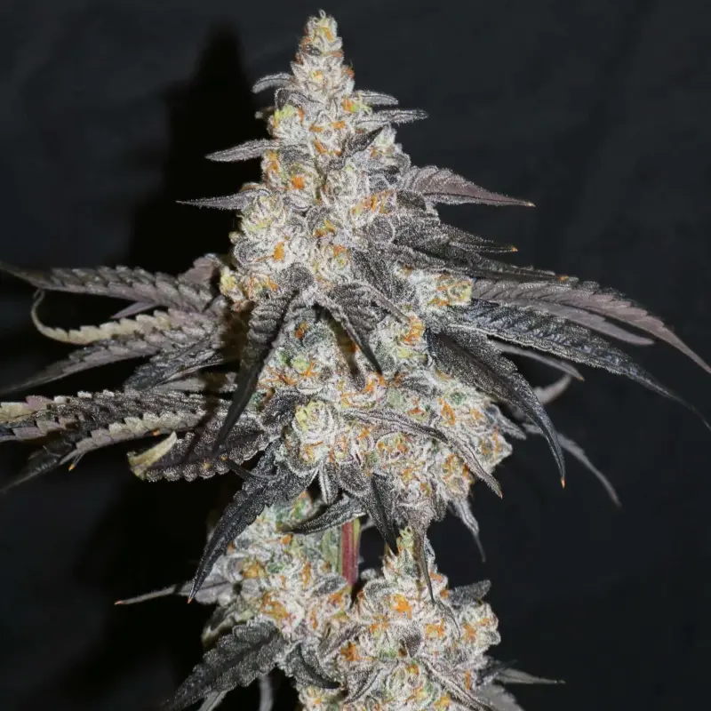 funky fuego feminized cannabis seeds by lovin in her eyes