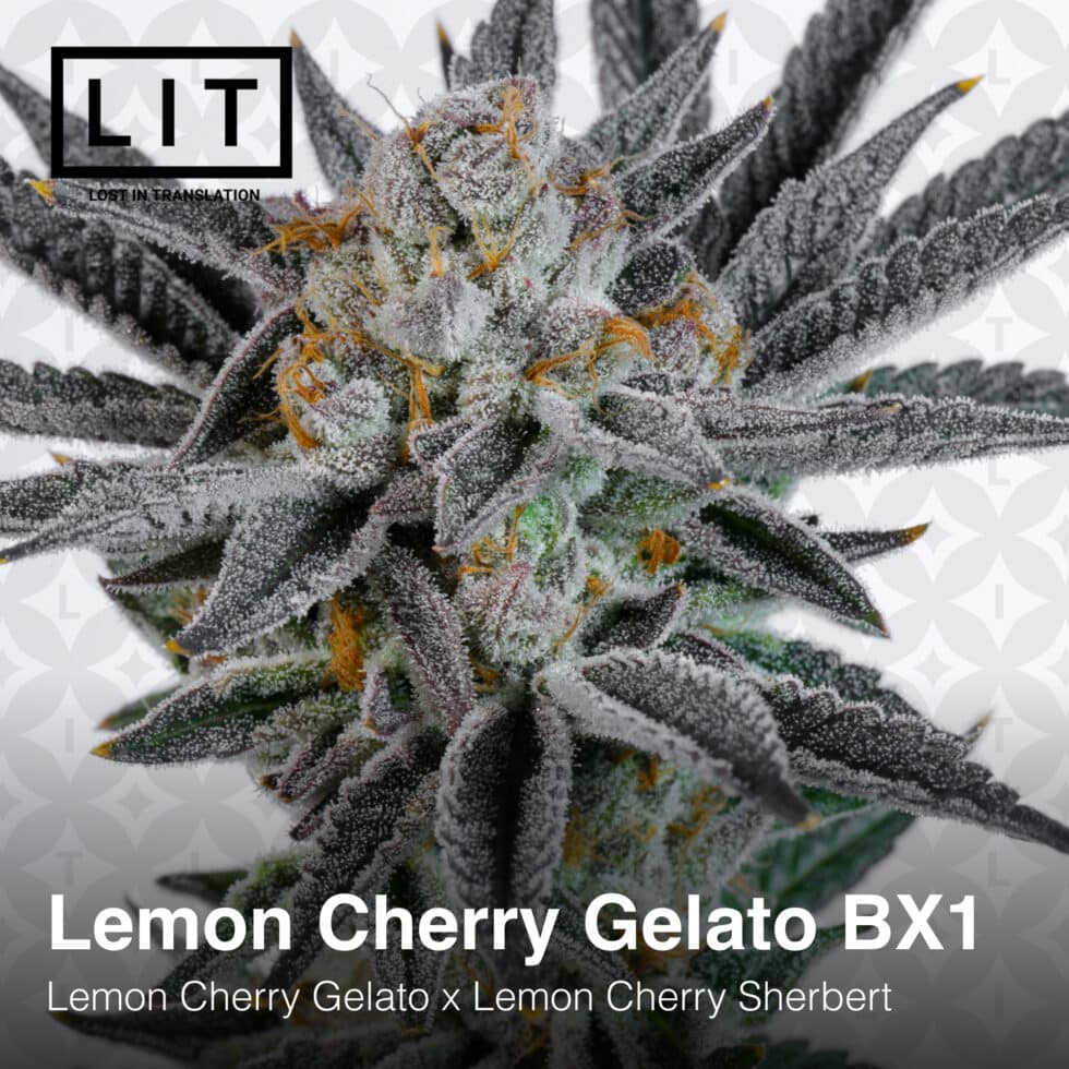 Lemon Cherry Gelato BX1 (F) [LEMON CHERRY SHERBERT DROP] Buy Cannabis Seeds Online North