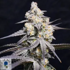 roseberry feminized cannabis seeds by lovin in her eyes