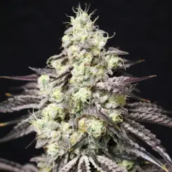 blueberry fudge feminized cannabis seeds by lovin in her eyes