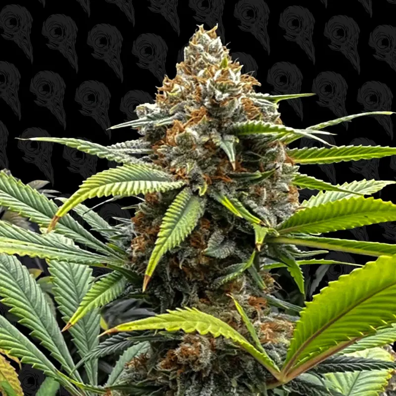 durban pie cannabis seeds by dirty bird genetics