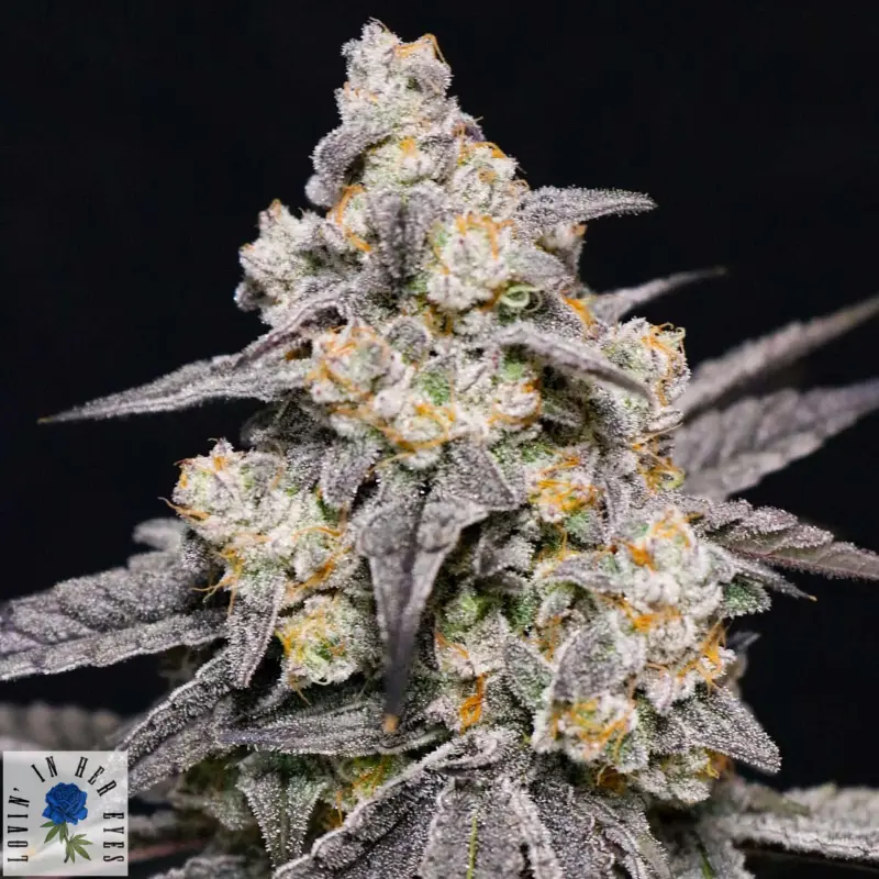 roseberry feminized cannabis seeds by lovin in her eyes