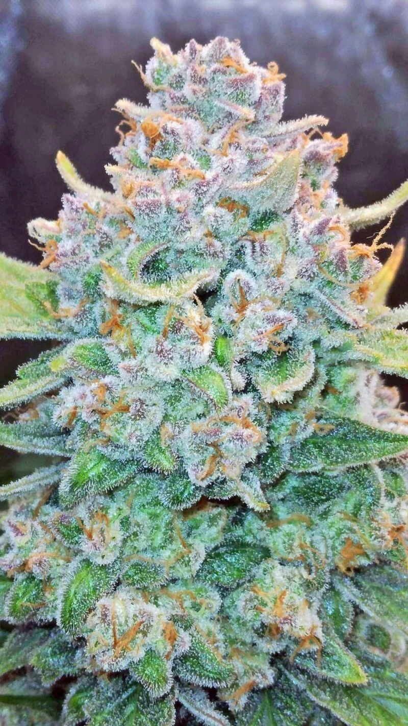 Papaya Cookies Auto » Feminized Autoflower Cannabis Seeds