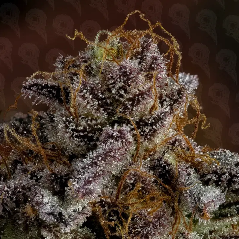 bad apple cannabis seeds by dirty bird genetics