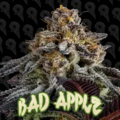 bad apple cannabis seeds by dirty bird genetics