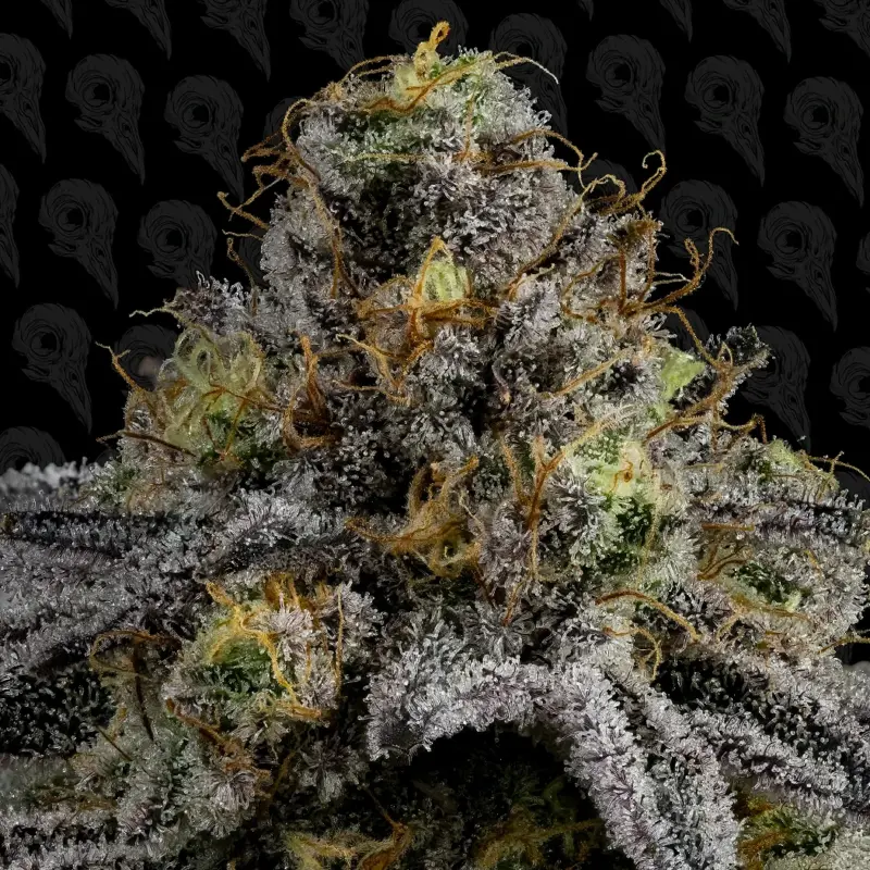 bad apple cannabis seeds by dirty bird genetics