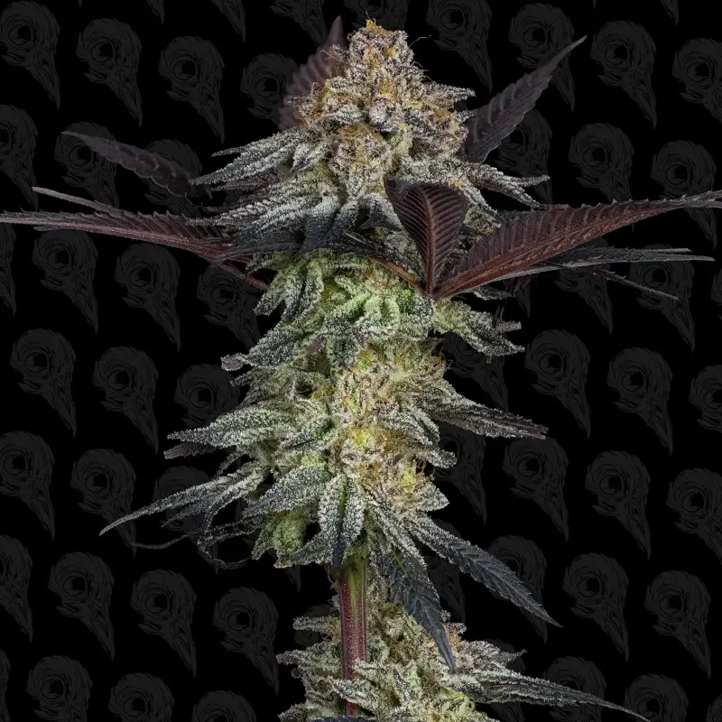 bad apple cannabis seeds by dirty bird genetics