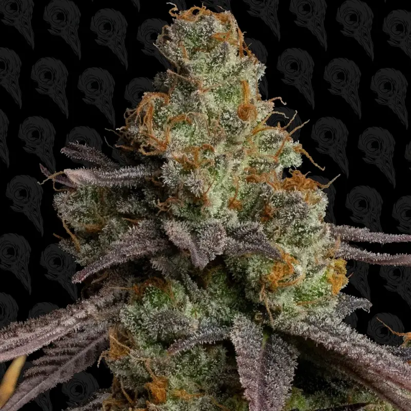 bird blood stew cannabis seeds by dirty bird genetics