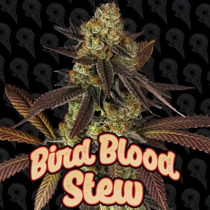 bird blood stew cannabis seeds by dirty bird genetics