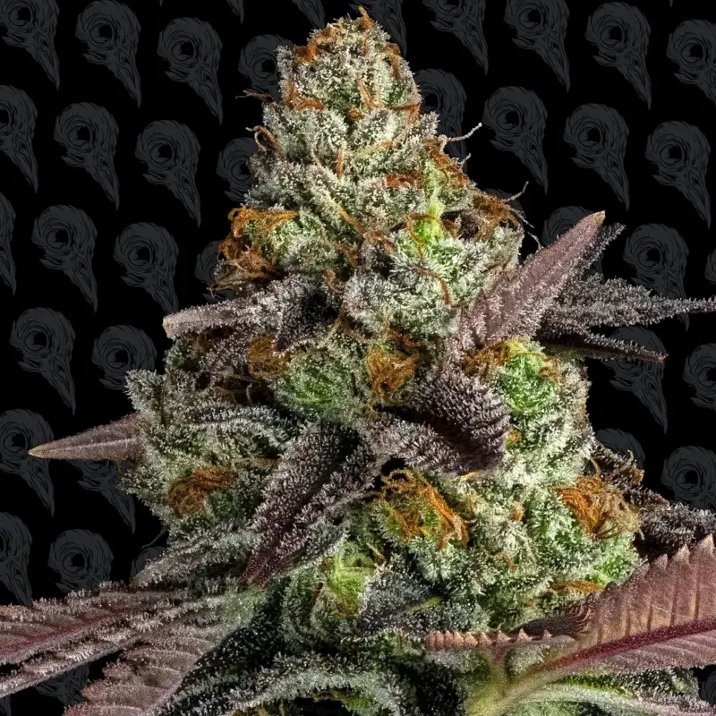 bird blood stew cannabis seeds by dirty bird genetics