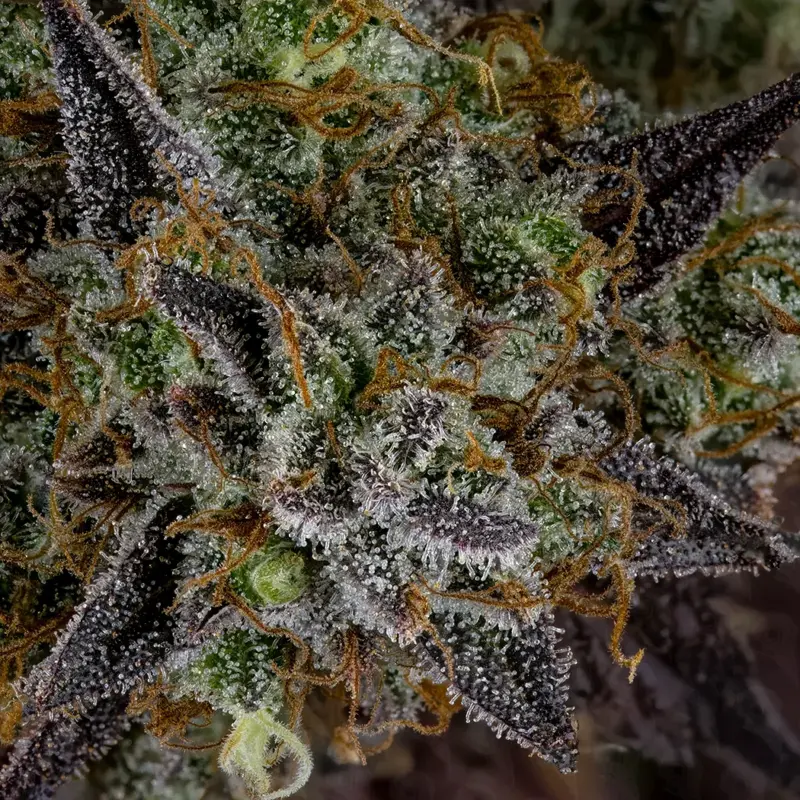 bird blood stew cannabis seeds by dirty bird genetics