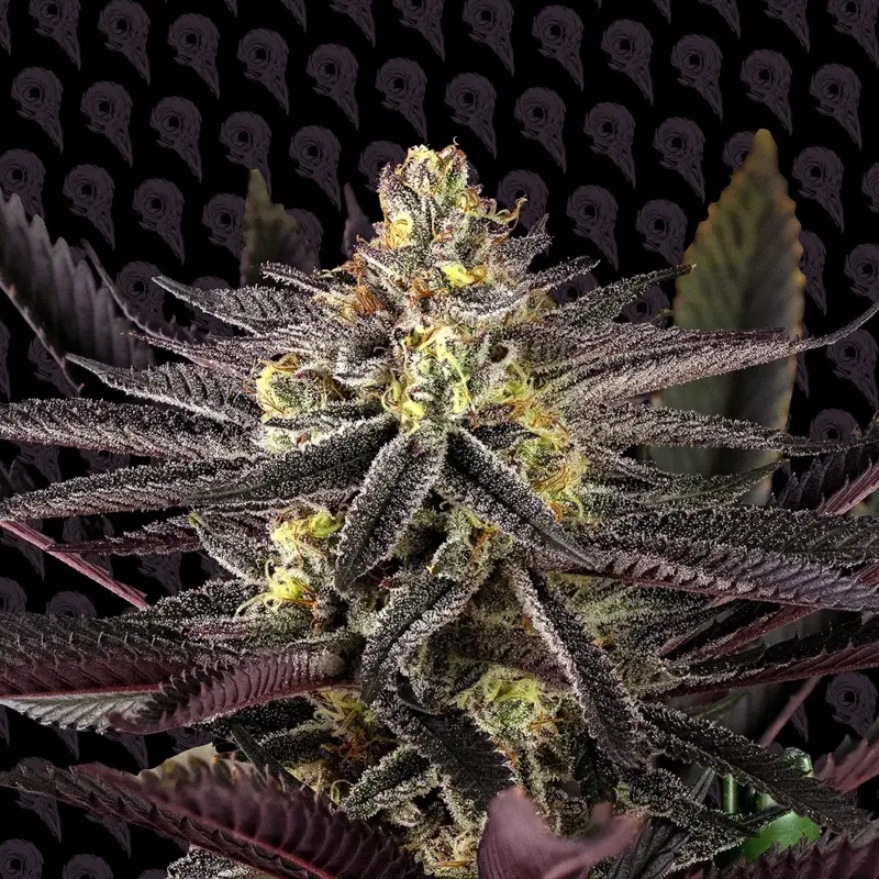 dirty sangria cannabis seeds by dirty bird genetics