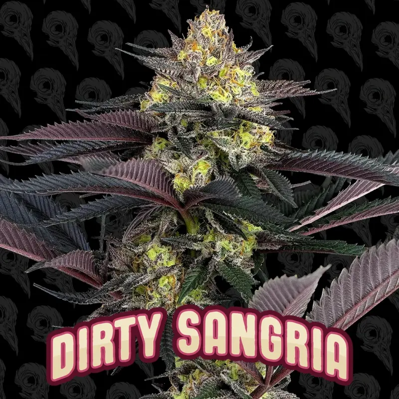 Dirty Sangria Cannabis Seeds by Dirty Bird Genetics