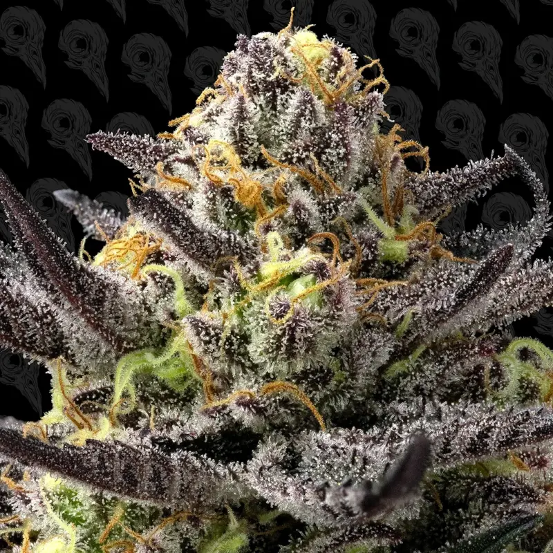 dirty sangria cannabis seeds by dirty bird genetics