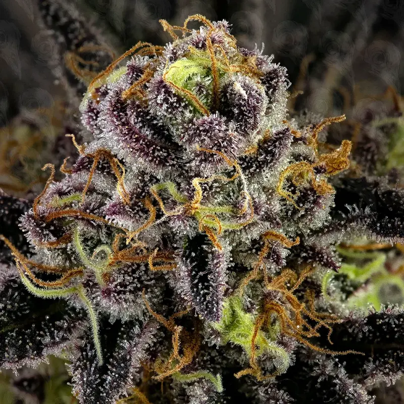 dirty sangria cannabis seeds by dirty bird genetics