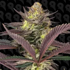 lunas wrath cannabis seeds by dirty bird genetics