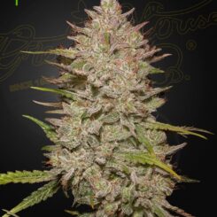Greenhouse Seed Co > Chemical Candy Auto cannabis seeds marijuana seeds weed seeds