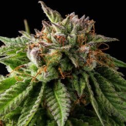 Purple Caper Chocolate Haze weed seeds, marijuana seeds, cannabis seeds