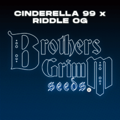 Brother's Grimm > Cinderella 99 x Riddle OG