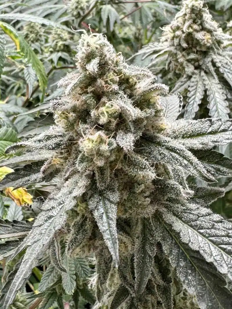 Cosmic Glue (R) » Regular M/F Photoperiod Cannabis Seeds