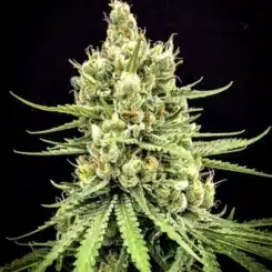 Mz Jill > Dairy Queen cannabis seeds marijuana seeds weed seeds