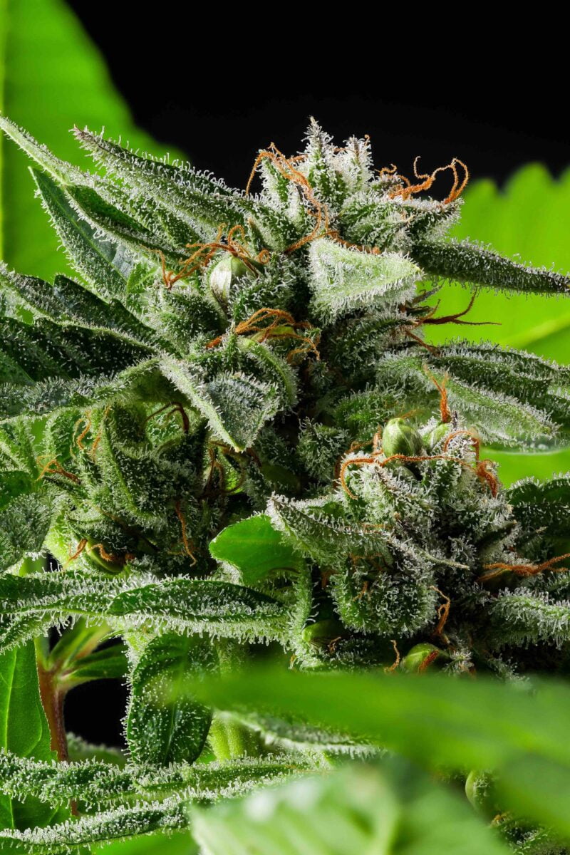 Purple Caper Ed Rosenthal Super Duper Skunk weed seeds cannabis seeds marijuana seeds