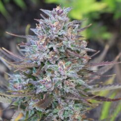 Purple Caper Ed Rosenthal's Super Zkittlez weed seeds, cannabis seeds, marijuana seeds