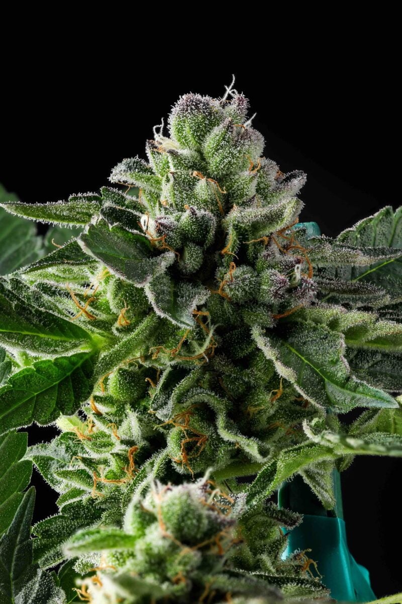 Purple Caper Seeds Haze Breath weed seeds, cannabis seeds, marijuana seeds