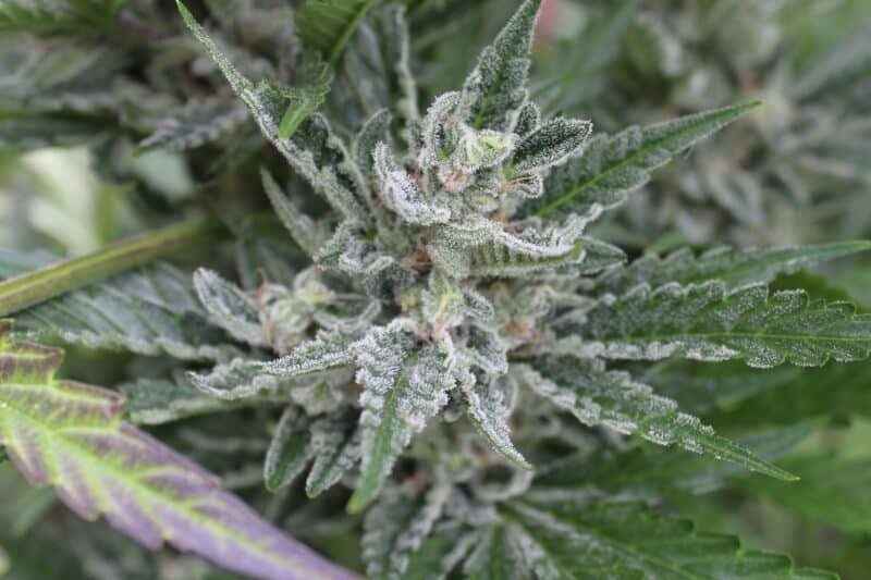 Purple Caper Haze Freak weed seeds, marijuana seeds, cannabis seeds