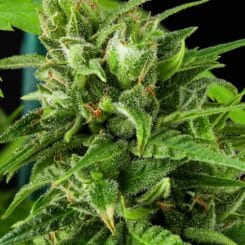 Purple Caper Jack Haze weed seeds, cannabis seeds, marijuana seeds