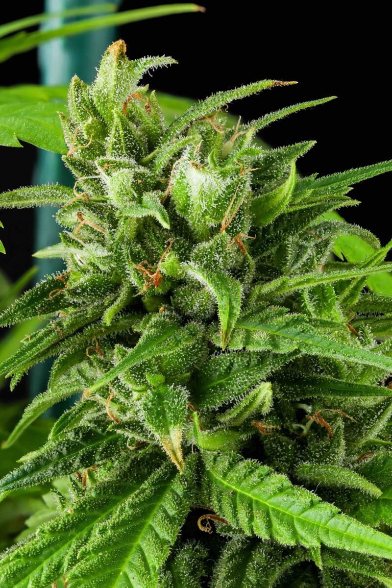 Purple Caper Jack Haze weed seeds, cannabis seeds, marijuana seeds