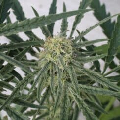 Purple Caper Megalodon Haze weed seeds, cannabis seeds, marijuana seeds