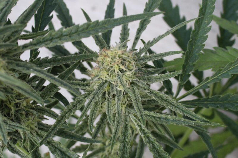 Purple Caper Megalodon Haze weed seeds, cannabis seeds, marijuana seeds
