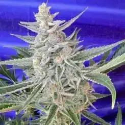 MZ Jill Genetics > Space Queen F3 cannabis seeds marijuana seeds weed seeds