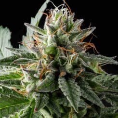 Purple Caper Thin Mint Cookie X weed seeds, cannabis seeds, marijuana seeds