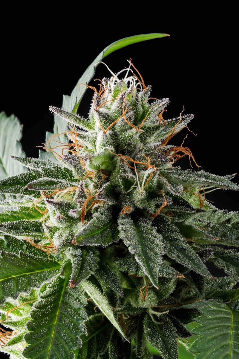 Purple Caper Thin Mint Cookie X weed seeds, cannabis seeds, marijuana seeds