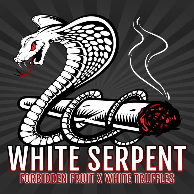 Elev8 White Serpent