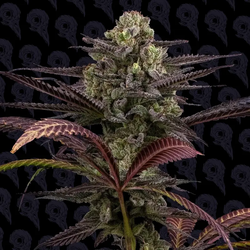 heart shaped lunchbox cannabis seeds by dirty bird genetics