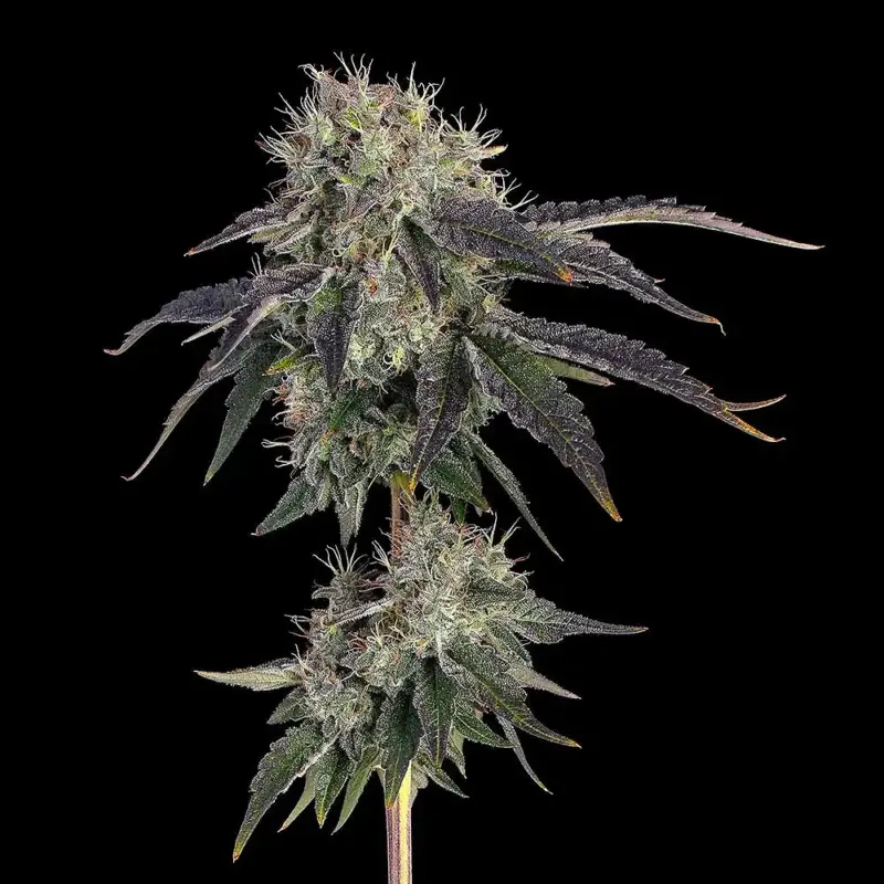 ballers game cannabis seeds by ethos genetics / happy valley