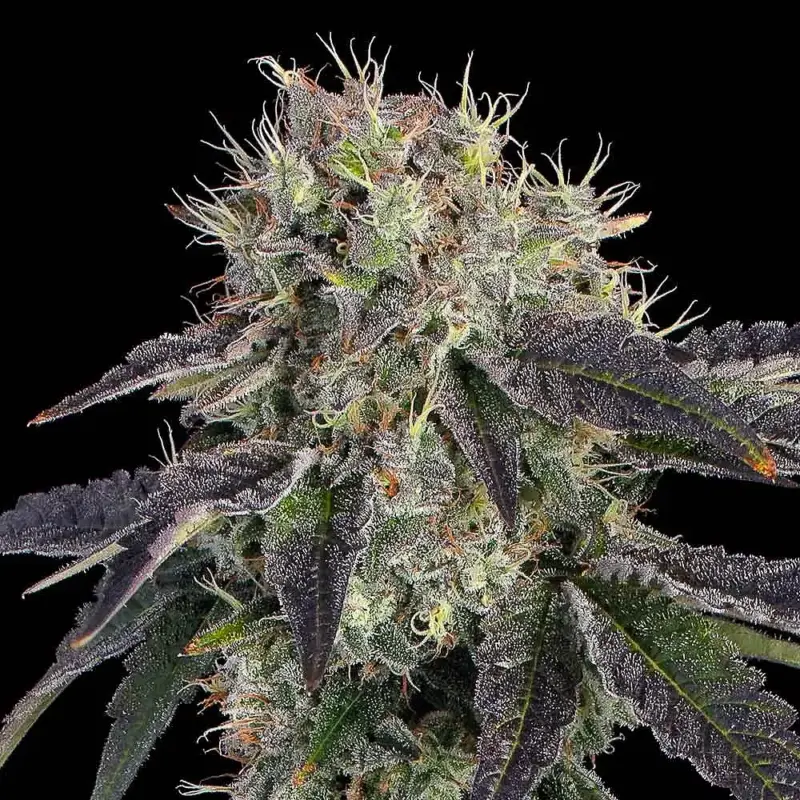 ballers game by ethos genetics happy valley