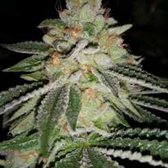 Sin City Seeds > Blue Lime Pie cannabis seeds, marijuana seeds, weed seeds