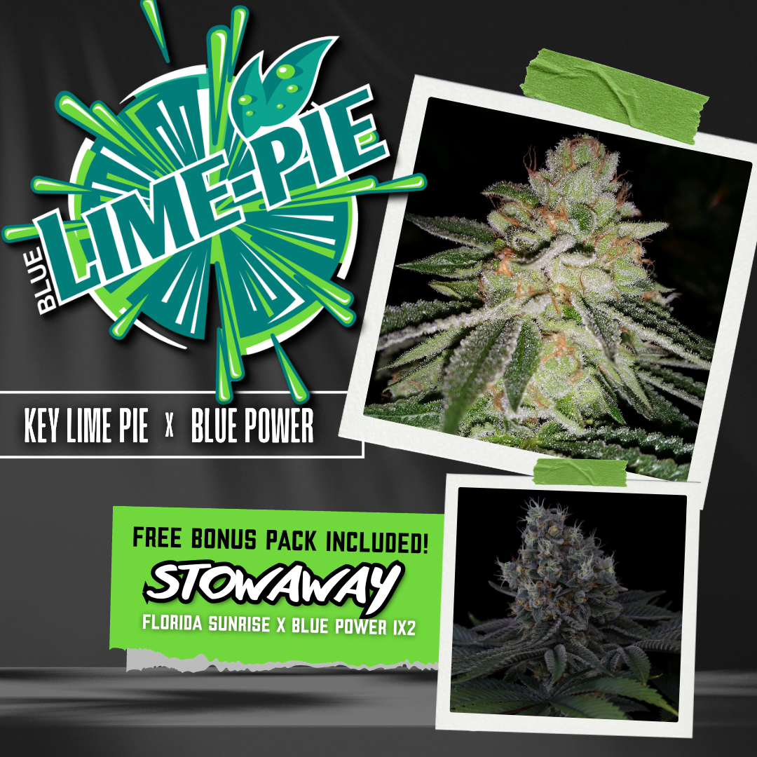 Blue Lime Pie Drop cannabis seeds