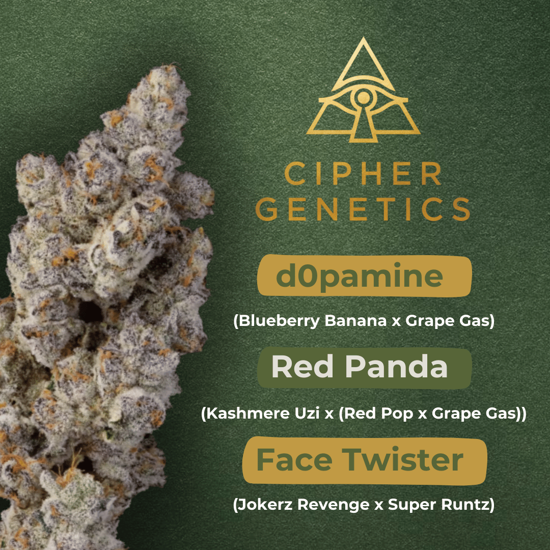 Cipher Genetics cannabis seeds