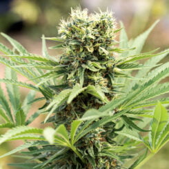 Humboldt Seed Org > Dedoverde Haze cannabis seeds, marijuana seeds, weed seeds